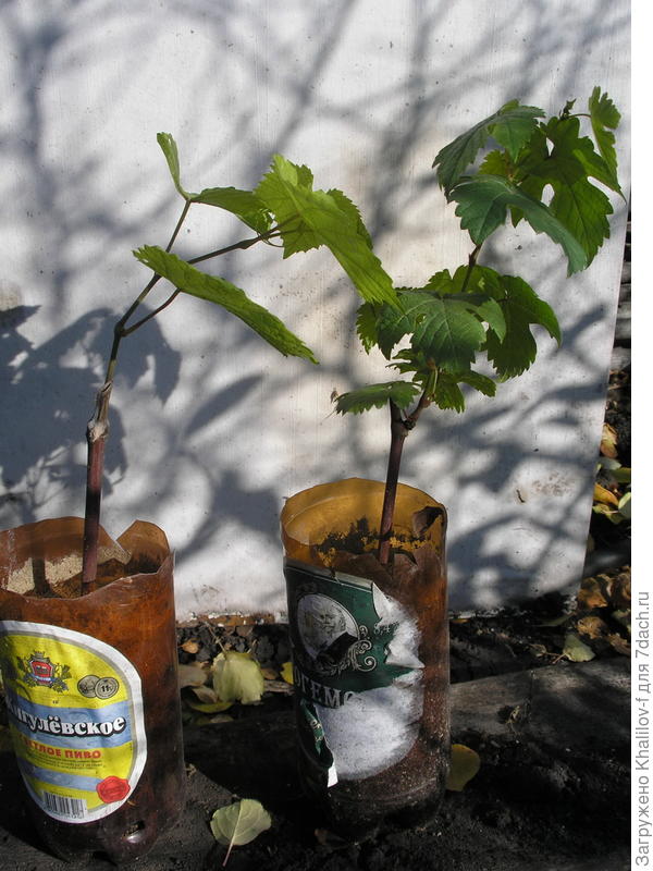 Саженцы выросли