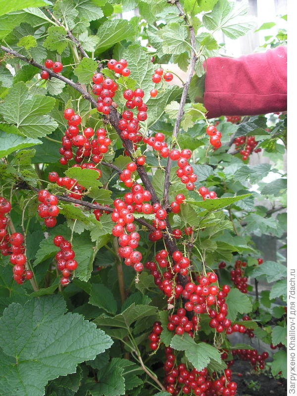 Смородина Джонхер ван Тетс