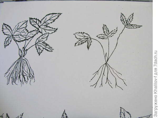 Слева стандартная, вполне пригодная для посадки розетка, а справа слабая розетка.