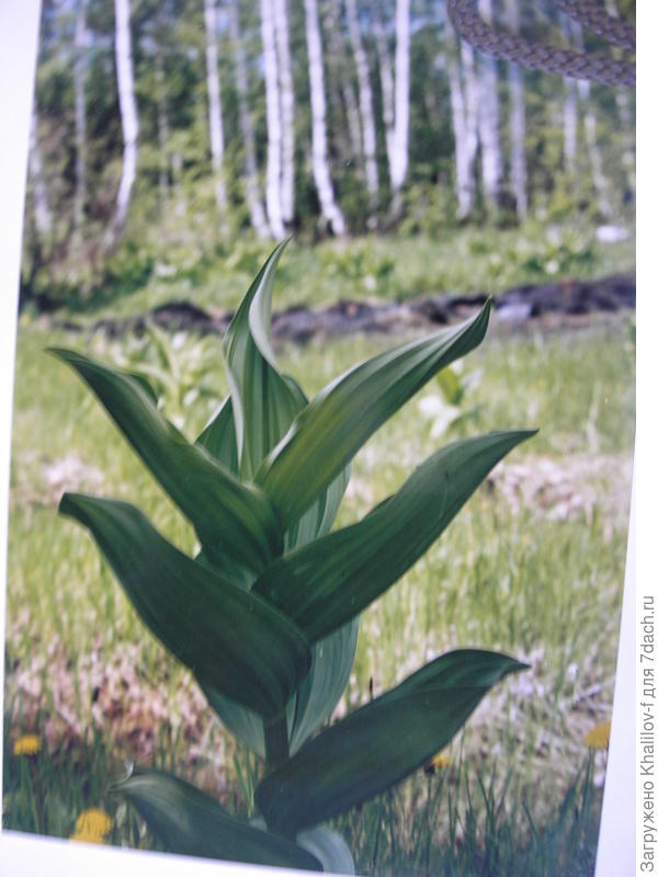 Ядовитое растение Чемерица Лобеля.