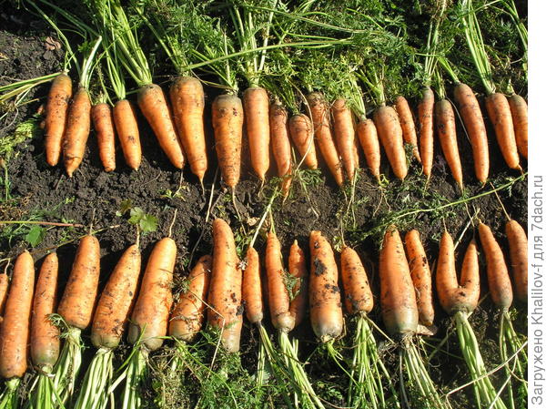 Морковь Шантанэ