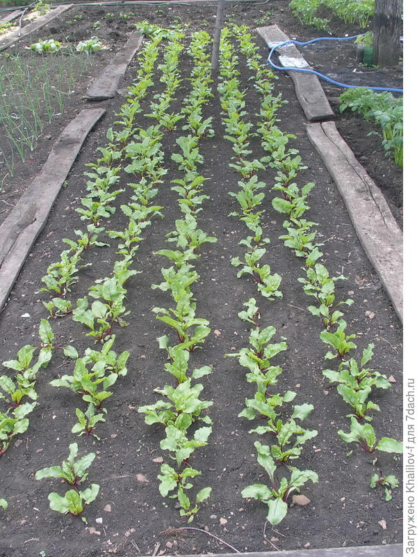 Прореженная свекла Бордо.