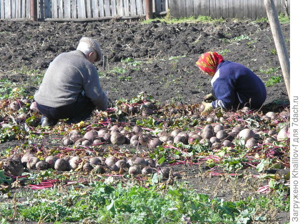 Уборка свеклы