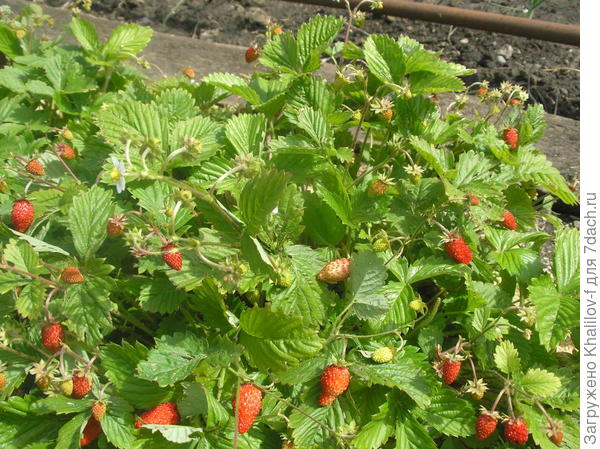 Вот еще куст.