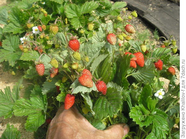 Вот куст: и красные, и краснеющие и цветы, а таких кусто у меня шт. 20.