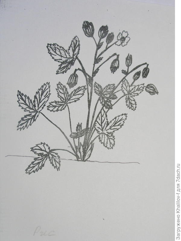 Работа малинно-земляничного долгоносика.