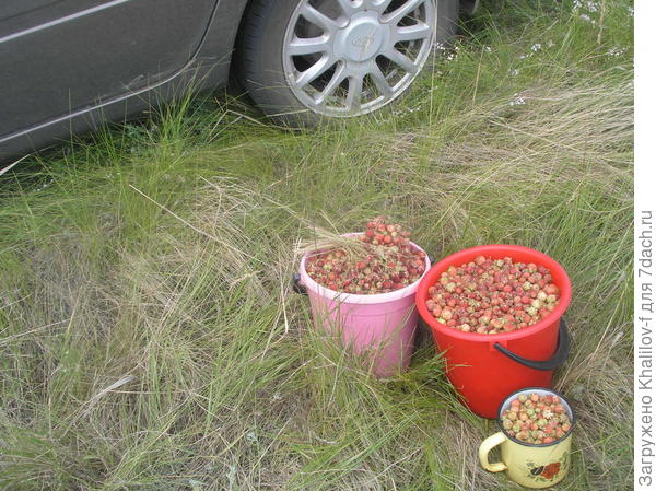 Лесная земляника.