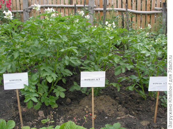 Проводим опыт по испытанию влияния различной глубины посадки на урожайность. Картофель немецкий сорт Адреттасорт А