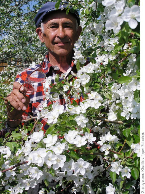 Яблоня в цвету