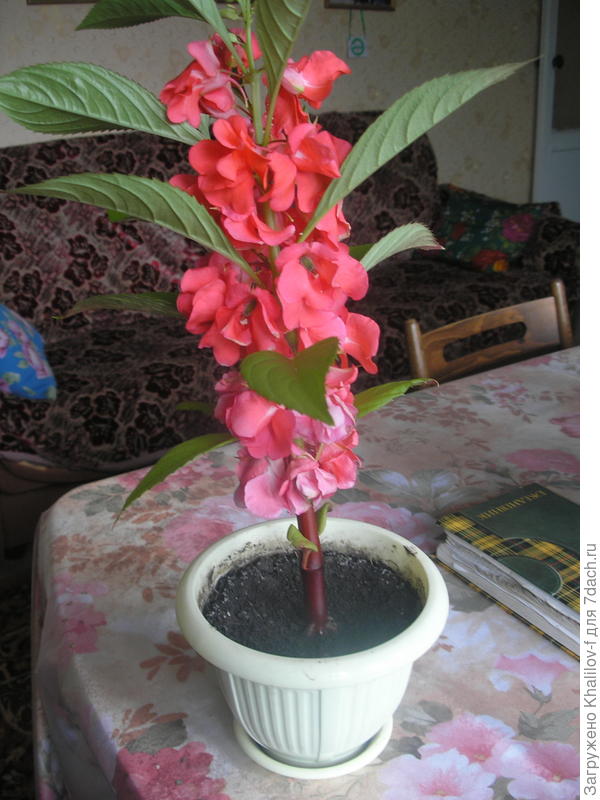 С днем рождения!