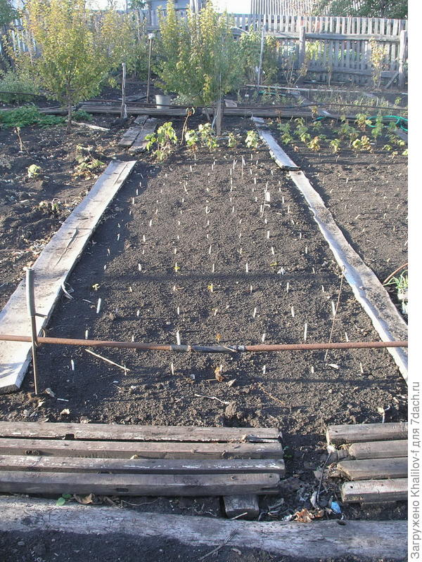 Черенки посажены