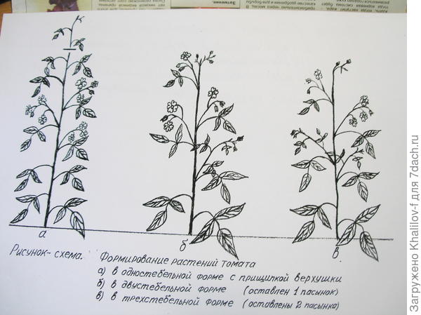 Пасынкование томата