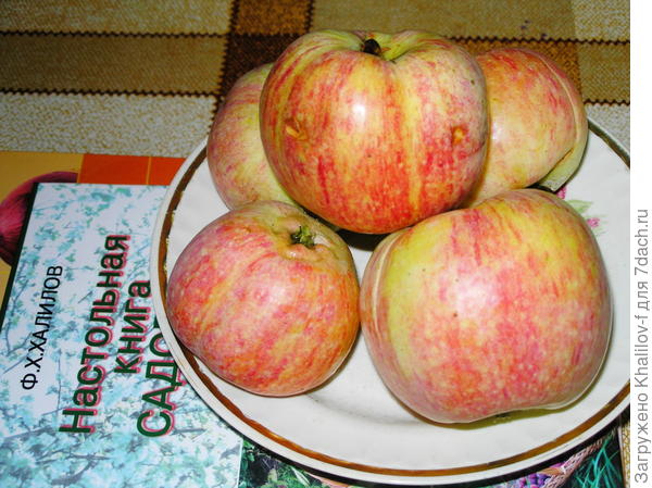 Яблоки конфетной.