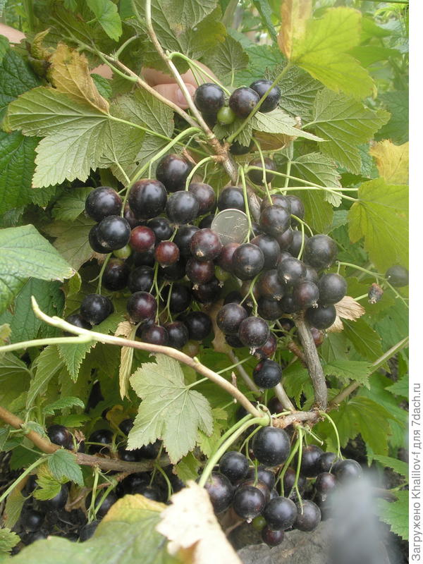 Вот созревает Экзотика (Орловский сорт). 2016 г.