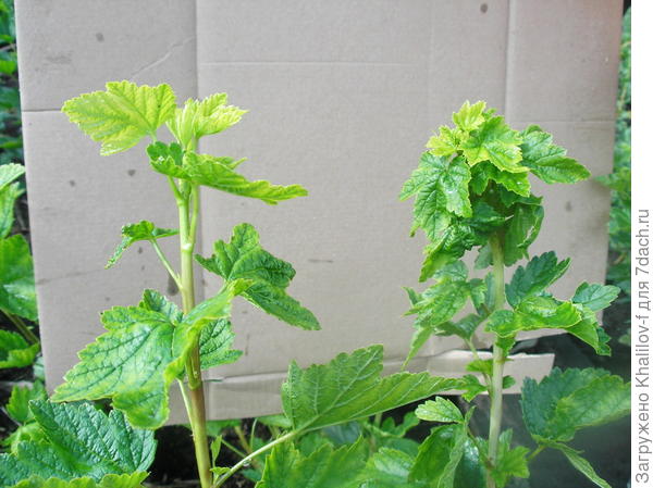 Слева здоровый побе слева побег  пораженный тлей.