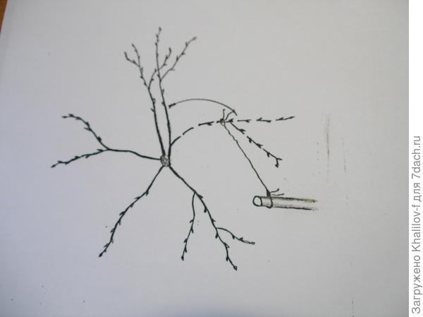 Заполнение пустующего места кроны молодой яблони (вид на дерево сверху).).