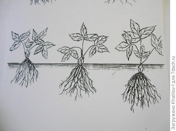 Посадка земляники: слева не правильная слишком мелко, корни внаружу, в серединее - правильная, справа не правльная глубокая посадка, закопано сердечко.
