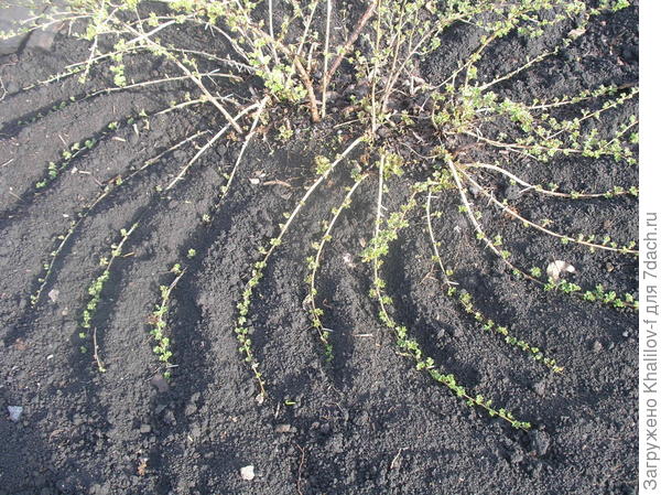 Размножение горизонтальными отводками, но уже в больших количествах.. Начало лета мои отводки уже начали зеленеть. Окучим, когда вырастут до 12-15 см и тоже укоренятся..