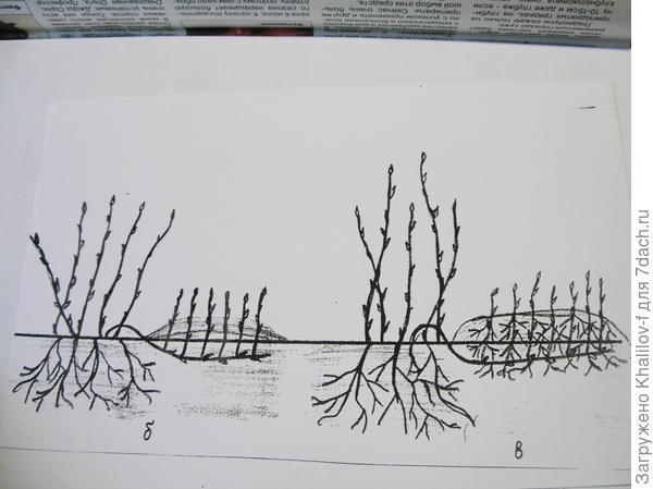Размножение горизонтальными отводками. а) Весной пригнули, но не засыпали. б) Когда побеги из каждой почки выросли в высоту 12-15 см, мы их окучили и постоянно хорошо поливаем. К осени они пускают собственные корни. К