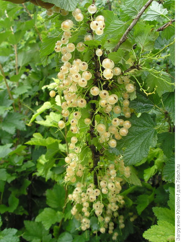 Белая смородина Версальская белая.