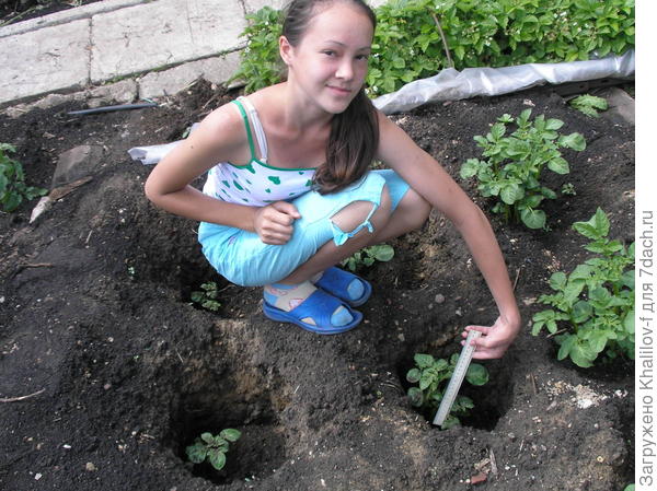 Внучка ведет наблюдения за опытными растениями..