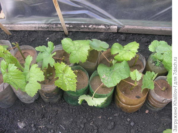 Черенки посажены., рядом мой парничок.