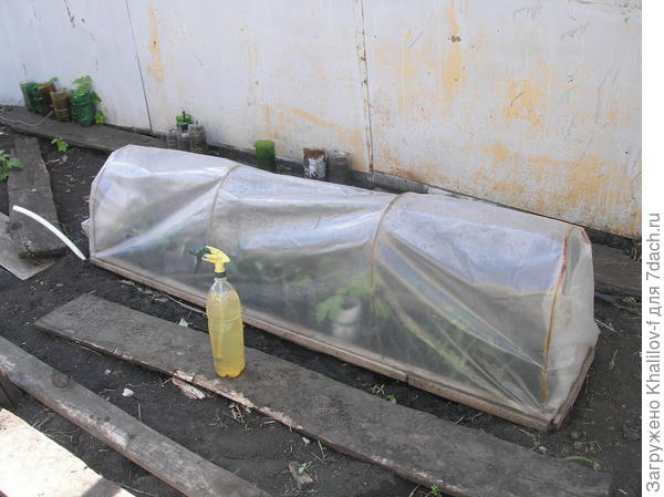 Черенки накрыты парничком.