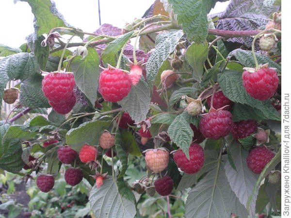 Малина сорта Новость Кузьмина