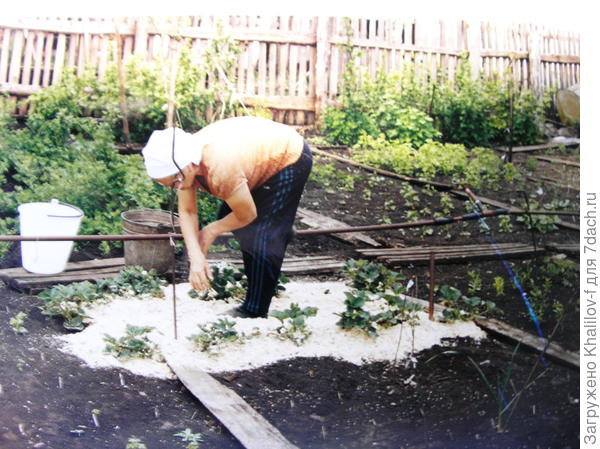 Готовим землянику к плодоношению, чтобы созревающие ягоды не лежали на земле.