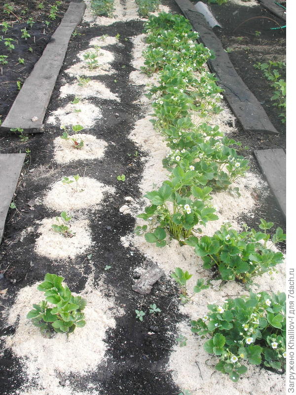 Так должны выглядеть ряды земляники после цветения. Слева молодые посадки справа трехлетняя.