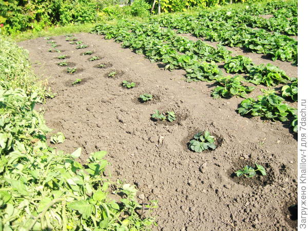 Слева недавняя посадка  правее весенние посадки.