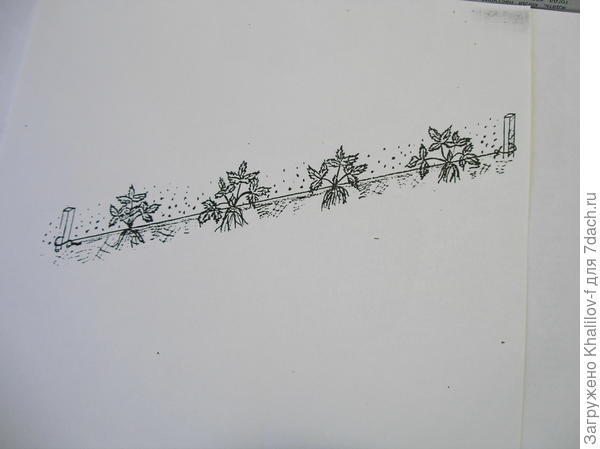 Посадка земляники пошнуру.