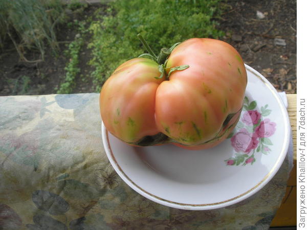 Тот же помидор на тарелке.