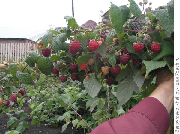 вот урожай малины сорта Новость Кузьмина в 2016 году, добавлю, только благодаря обильному поливу.