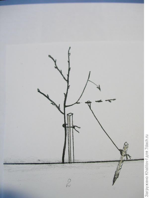 Снижение угла наклона круто растущей ветки.