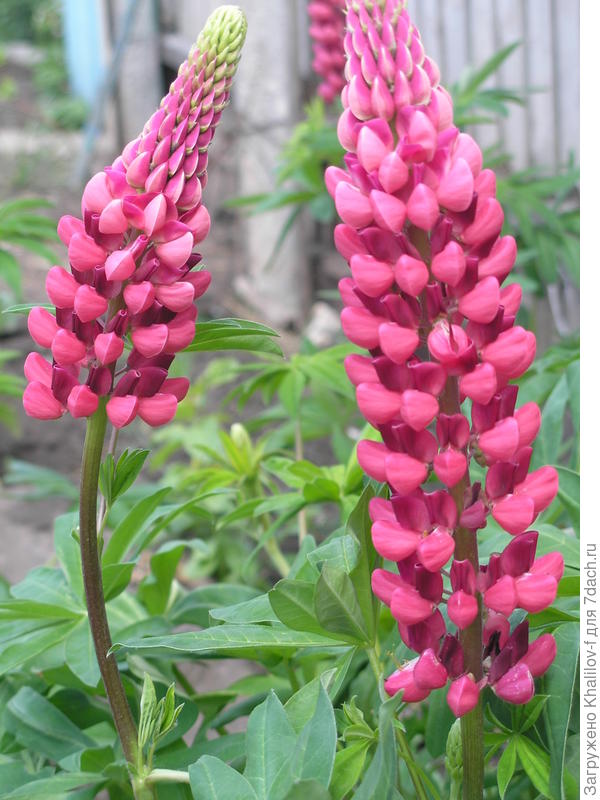 Люпин многолетний