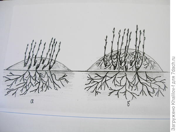 Размножение вертикальными отводками. а) Весной все срезали и окучили. б) К осени, видите, пенки образовали собственные корни.