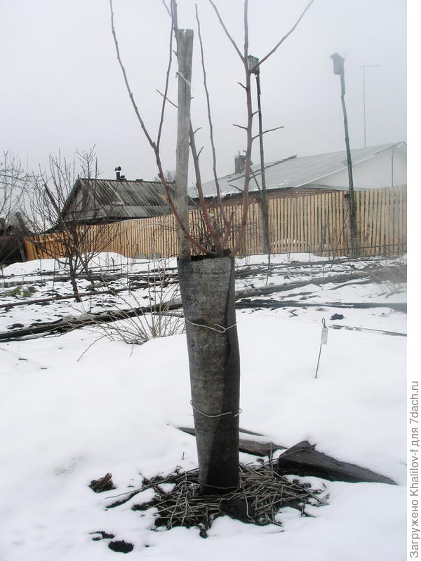 как защитить молодые деревья от грызунов зимой