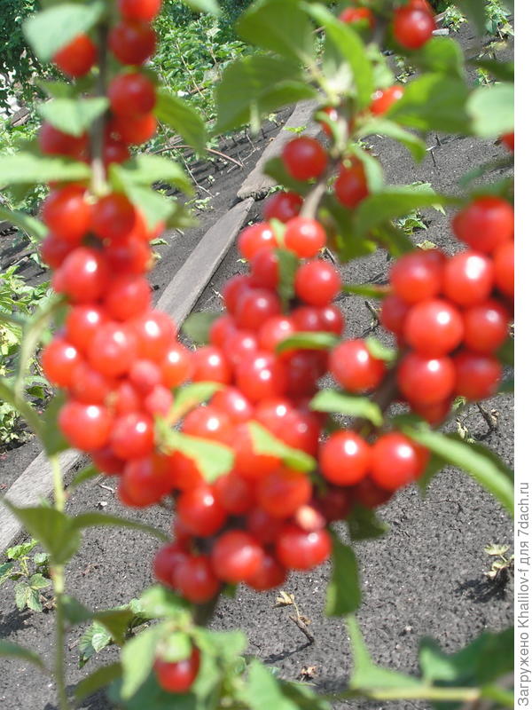 Плодоношение войлочной вишни в моем саду. Фрагмент трехлетнего куста