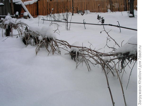 Подготовка малины к зиме
