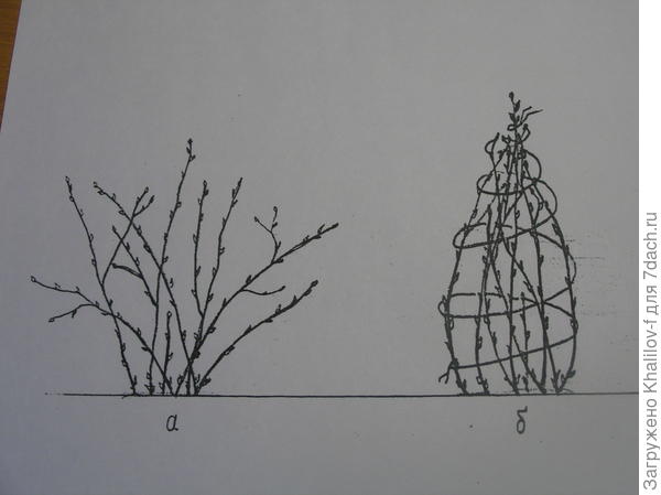 Подготовка кустов смородины к зиме.