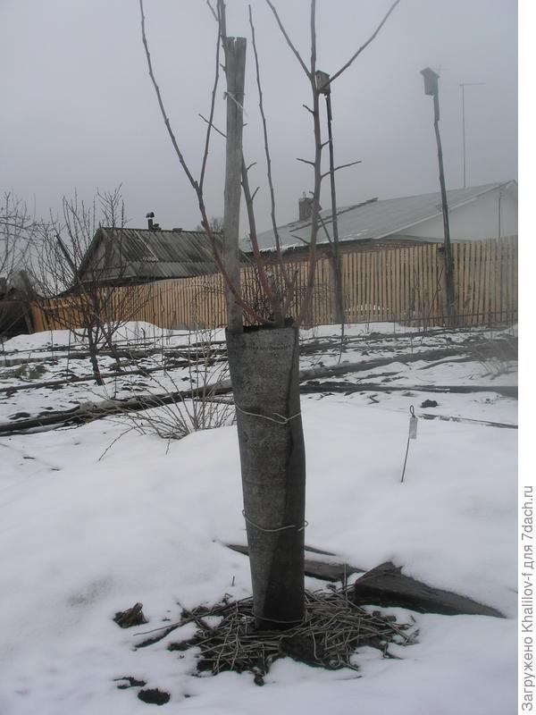 Подготовка к зиме молодой яблони