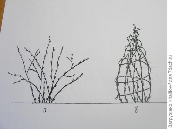 Подготовка к зиме крыжовника, чтобы зимой не разломал снег.