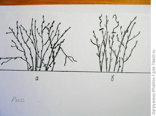 Рисунок куста смородины
