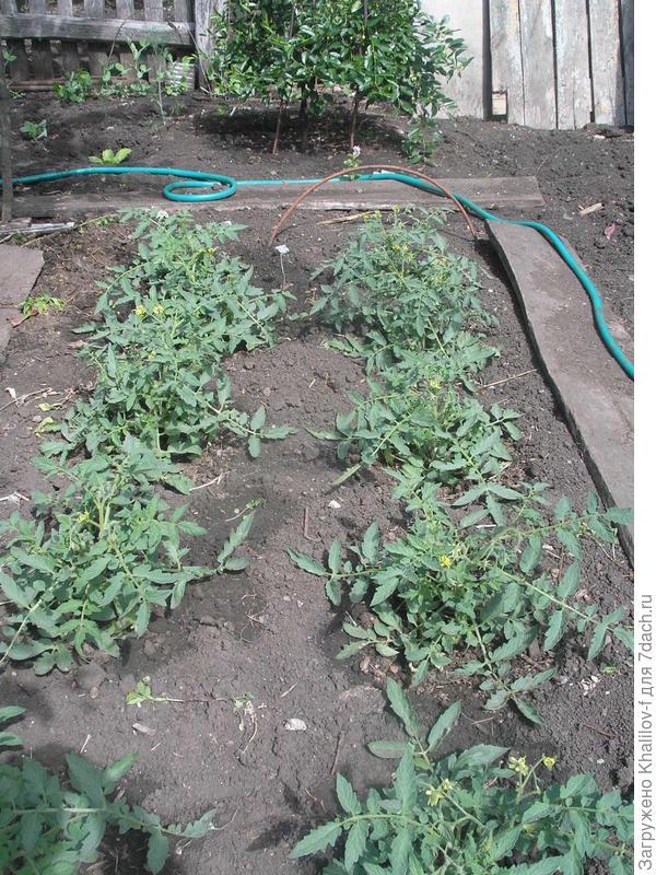 Начинает цвести томат Монгольский карлик