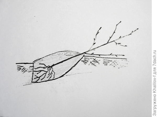 ПРикопка саженцев.