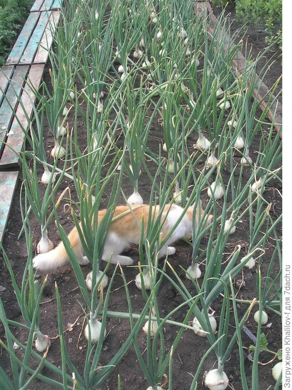 Редкая, квадратная посадка Эксибишен.