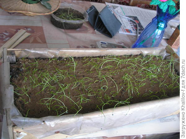 Начинают появляться всход семян лука Эксибишен.