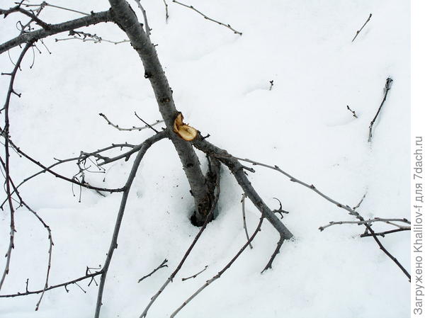 Весной, оседающий снег тянет за собой ветки которые у него "в плену" и даже выдергивает их со ствола буквально.