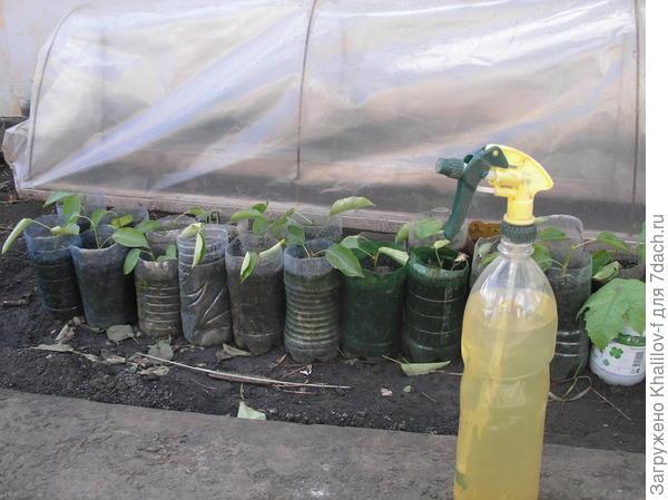 Зеленые черенки подготовленные к укоренению